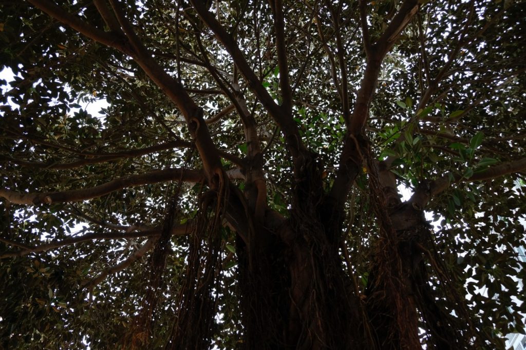 el café de las siete y media | pan y rosas