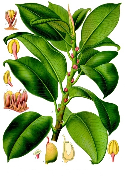 Ficus_elastica_-_Köhler–s_Medizinal-Pflanzen-206